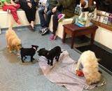 Puppies playing with each other at our puppy school in Bentleigh
