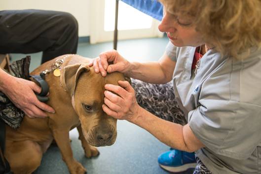 Dr Nevill puts needles in dog