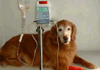 intravenous therapy