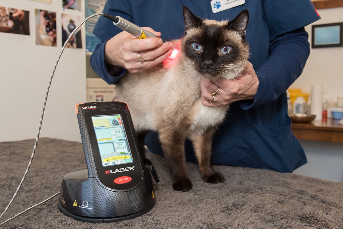 Cat receiving lasr therapy