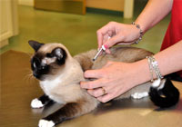 cat being vaccinated